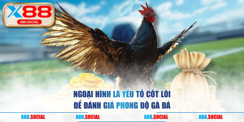 Ngoại hình là yếu tố cốt lõi để đánh giá phong độ gà đá 